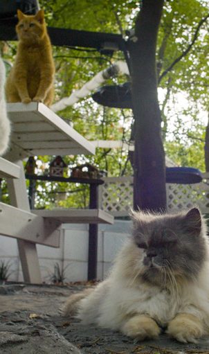 Cat Town USA