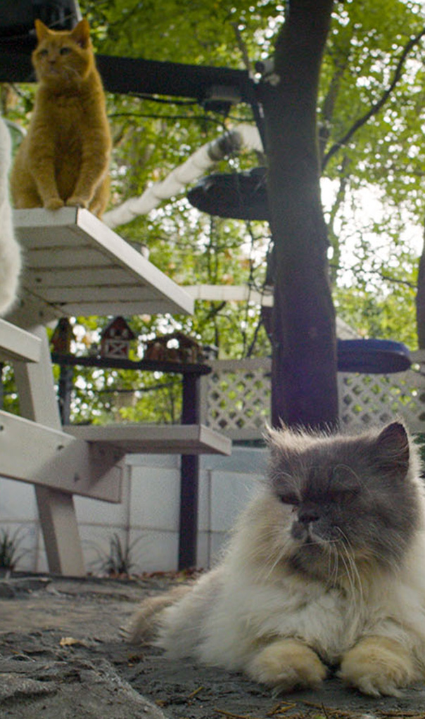 Cat Town USA